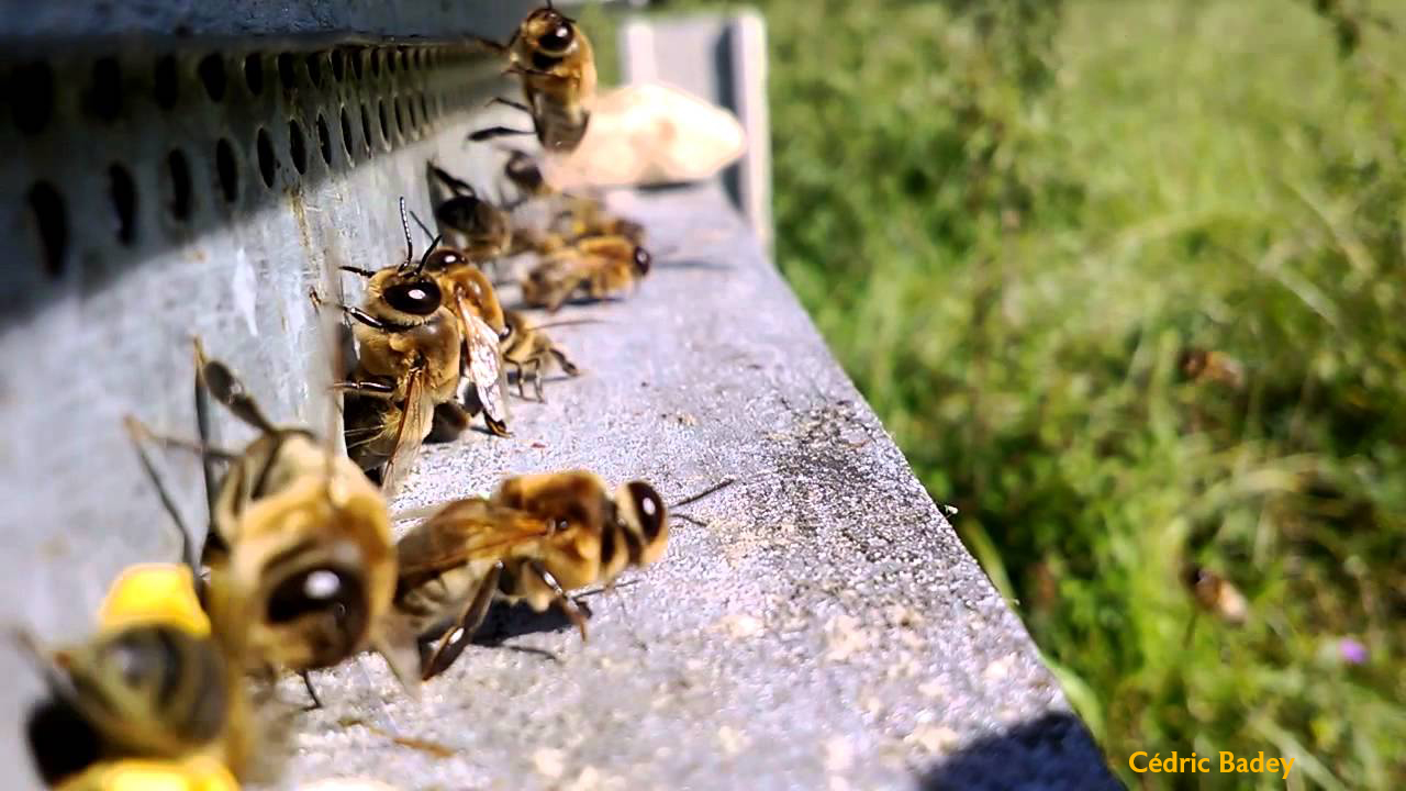 Photographie d'abeilles à la sortie d'une ruche