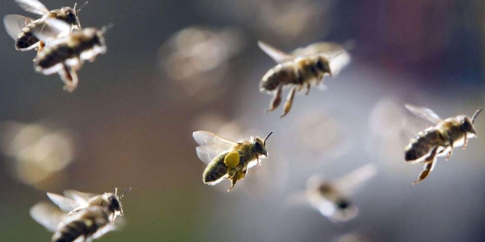 photo d'abeilles en train de voler