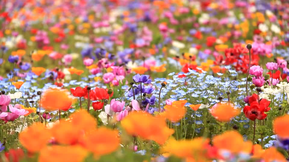 photo d'un champ de fleurs de différentes couleurs