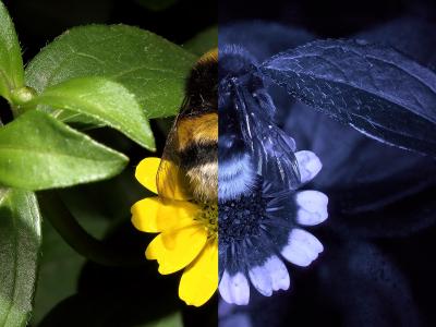 COmparaison de la vue de l'homme et l'abeille