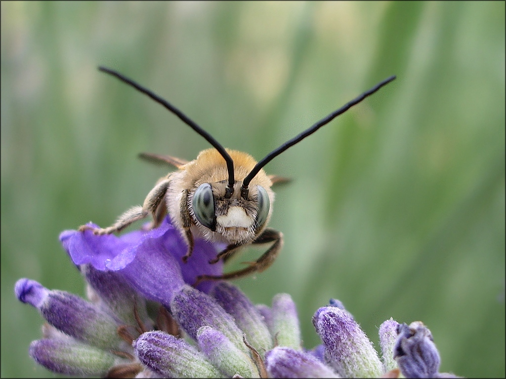 gros plan sur les yeux d'une abeille