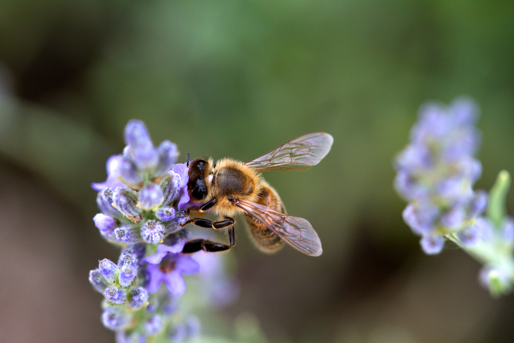 Abeille buttinant de la lavande