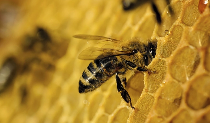 photo d'une abeille déposant du nectar dans des alvéoles