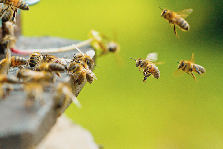 Abeille en vol retournant à la ruche