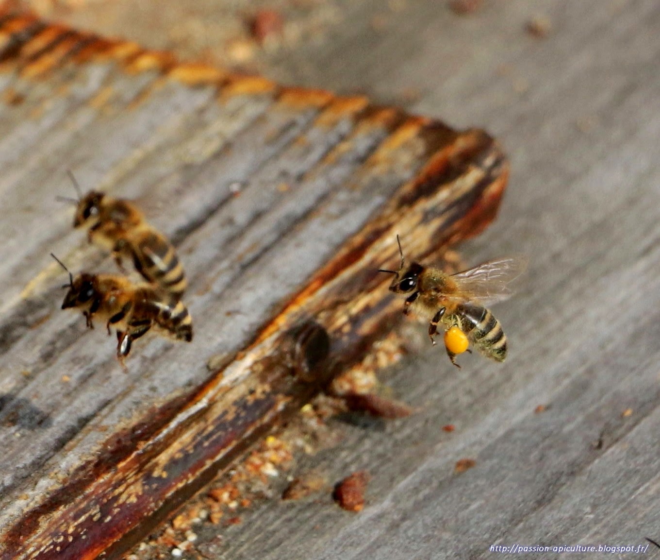 abeille retournant à la ruche avec poche remplie de pollen